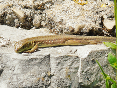 Lacerta trilineata