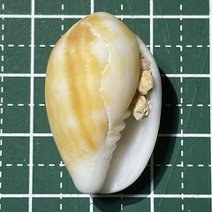 Pterygia dactylus