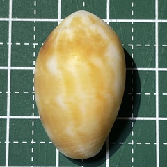 Pterygia dactylus