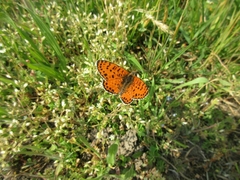 Melitaea didyma