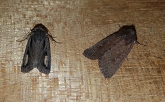 Proteuxoa passalota