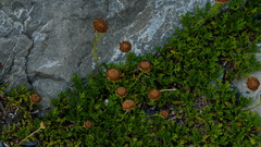 Leptinella pyrethrifolia