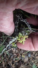 Asclepiadinae