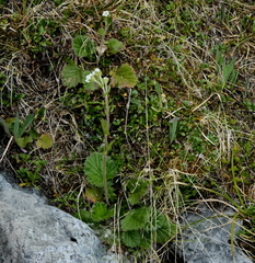 Geum cockaynei