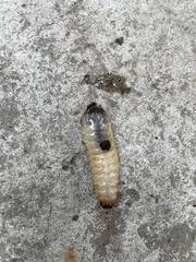 Scarabaeoidea