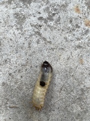 Scarabaeoidea