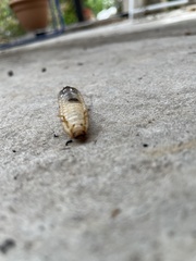 Scarabaeoidea