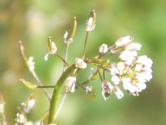 Draba muralis