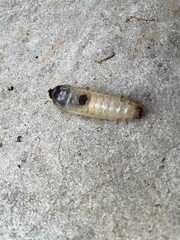 Scarabaeoidea