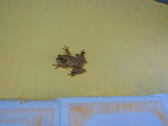 Osteopilus dominicensis