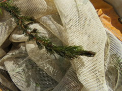 Myriophyllum triphyllum