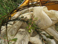 Myriophyllum triphyllum