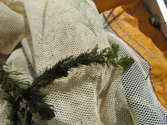 Myriophyllum triphyllum