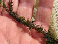 Myriophyllum triphyllum