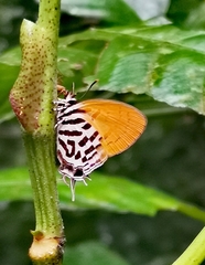 Drupadia ravindra moorei
