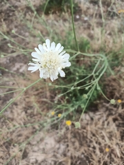 Pycnocomon rutifolium