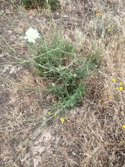 Pycnocomon rutifolium