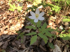 Anemonoides nemorosa