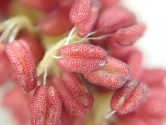 Populus nigra