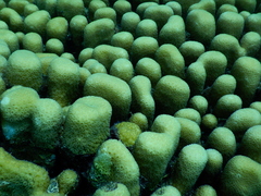 Goniastrea stelligera