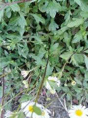 Erigeron karvinskianus