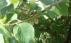 Actinidia eriantha