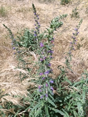 Echium gaditanum