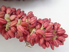 Populus nigra