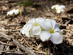 Oxalis glabra