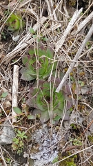 Sempervivum tectorum