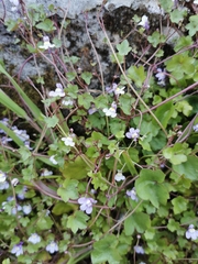 Cymbalaria muralis