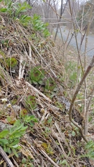 Sempervivum tectorum