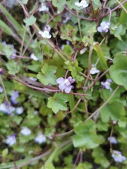 Cymbalaria muralis