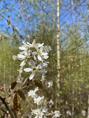 Amelanchier ovalis