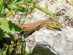 Lacerta trilineata