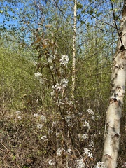 Amelanchier ovalis