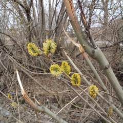 Salix