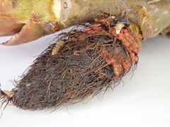 Populus nigra