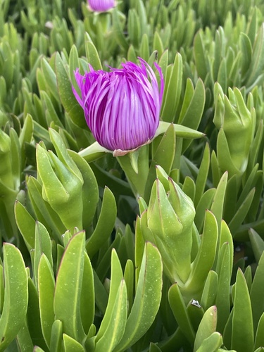 Invazivni karpobrot (Carpobrotus acinaciformis)