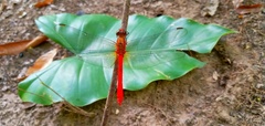 Rhodopygia