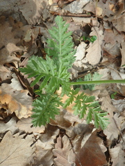Tanacetum corymbosum