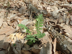 Tanacetum corymbosum