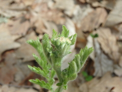 Tanacetum corymbosum