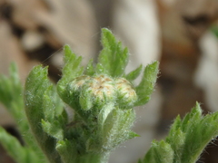 Tanacetum corymbosum