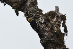 Dendrocopos darjellensis