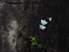 Utricularia striatula