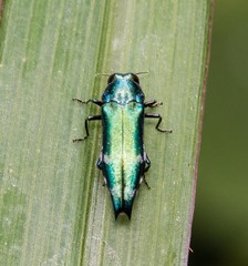 Agrilus acutus