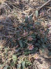 Astragalus cobrensis