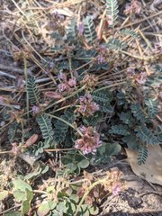 Astragalus cobrensis