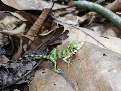 Anolis fraseri